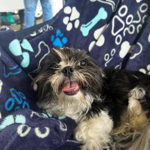 Image of Little boy, Lost Dog