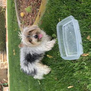 Image of Unknown, Found Dog