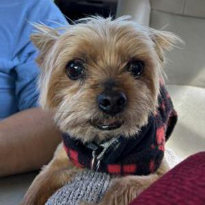 Lost Dog Rudy