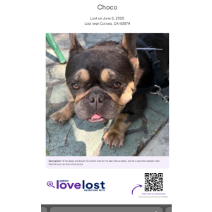 Lost Dog Choco