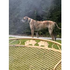 Image of London, Lost Dog