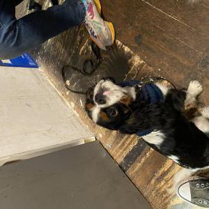 Image of Randy, Lost Dog