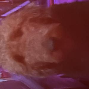 Lost Dog Chewy Chewbacca