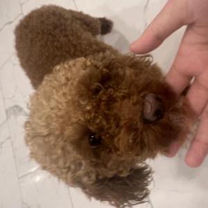 2nd Image of Aby, Lost Dog