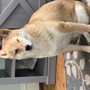 Image of Aria, Lost Dog