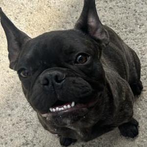 Lost Dog Max