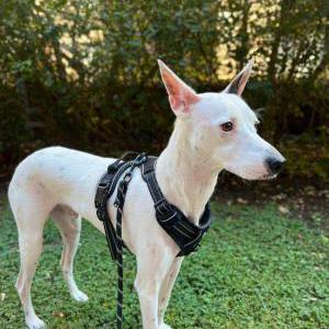 Image of Snowy, Lost Dog