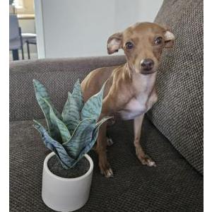 Lost Dog Lucesita
