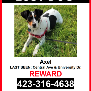 Image of Axle, Lost Dog