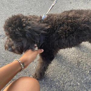 Lost Dog Oreo