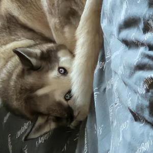 Image of Sky, Lost Dog