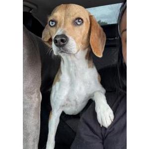 Lost Dog Ellie