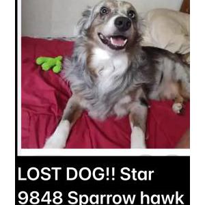 Lost Dog Star