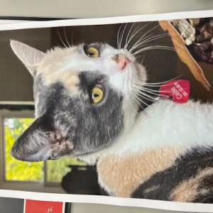 Lost 2 Callie (CT)