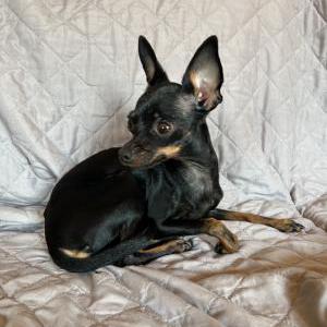 Lost Dog Selena