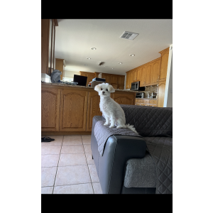 Lost Dog Lulu