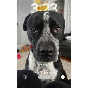 Lost Dog Sydney