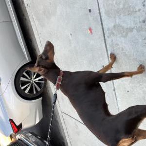 Lost Dog Chiquis