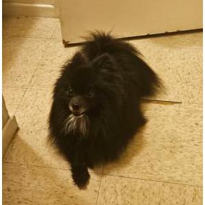 Lost Dog Mosho