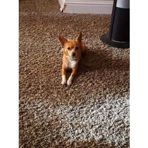 Lost Dog Unknown