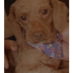 Image of Cloe, Lost Dog