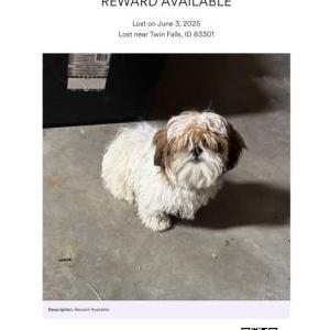 Lost Dog Reward available