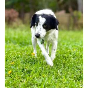 Lost Dog Autumn