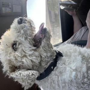 Image of unknown, Found Dog