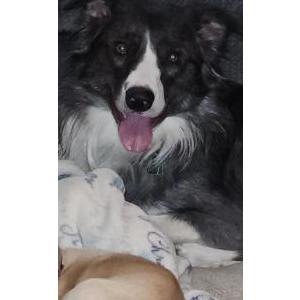 Lost Dog Mason