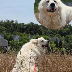 Image of Piper, Lost Dog