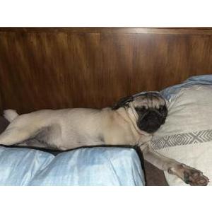 Image of Lily, Lost Dog