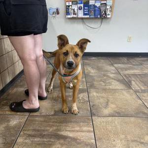 Found Dog Unknown/“Honey”