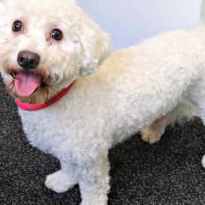 Lost Dog Fred