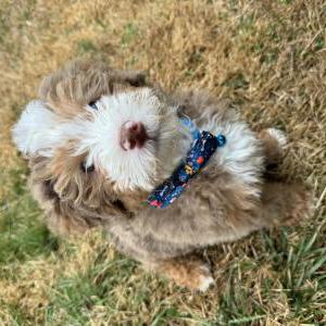 Image of Goose, Lost Dog