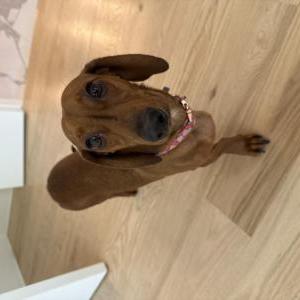 Lost Dog Stevie