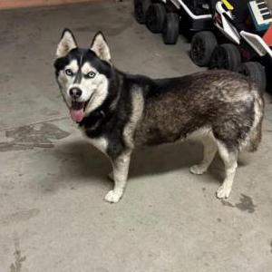 Found Dog Husky