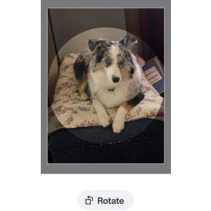 Lost 1 Maggie Foland (NY)