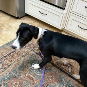 Image of Unknown, Found Dog
