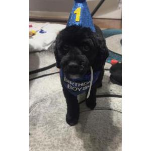 Image of Timmy, Lost Dog