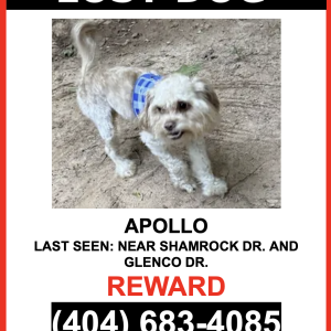 Image of Apollo, Lost Dog