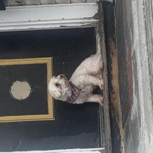 Found Dog Unknown