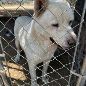 Image of Unknown, Found Dog