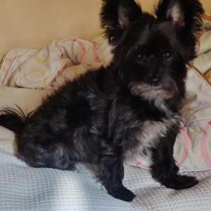 Image of Leebee, Lost Dog