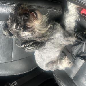 Image of Nolan, Lost Dog