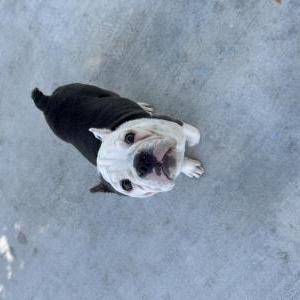 Image of 2 Lost Dogs, Lost Dog