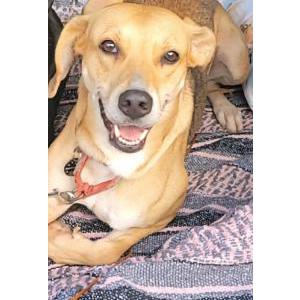 Image of Persephone, Lost Dog