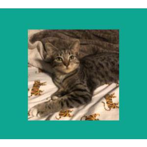 Image of Cocoa Bean, Lost Cat