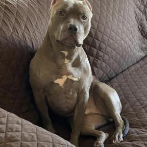 Lost Dog N