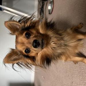 Lost Dog Ollie