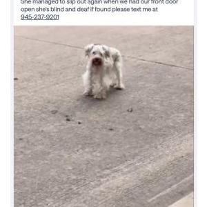 Image of Emma, Lost Dog